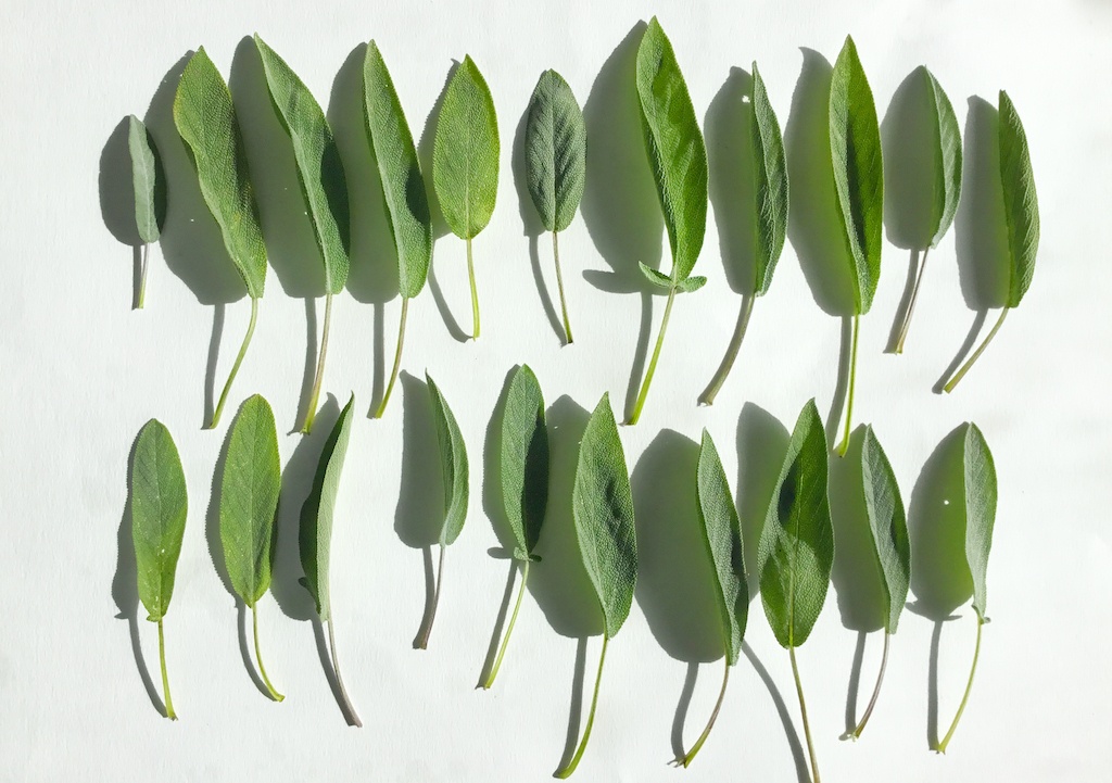 sage leaves lined on the table